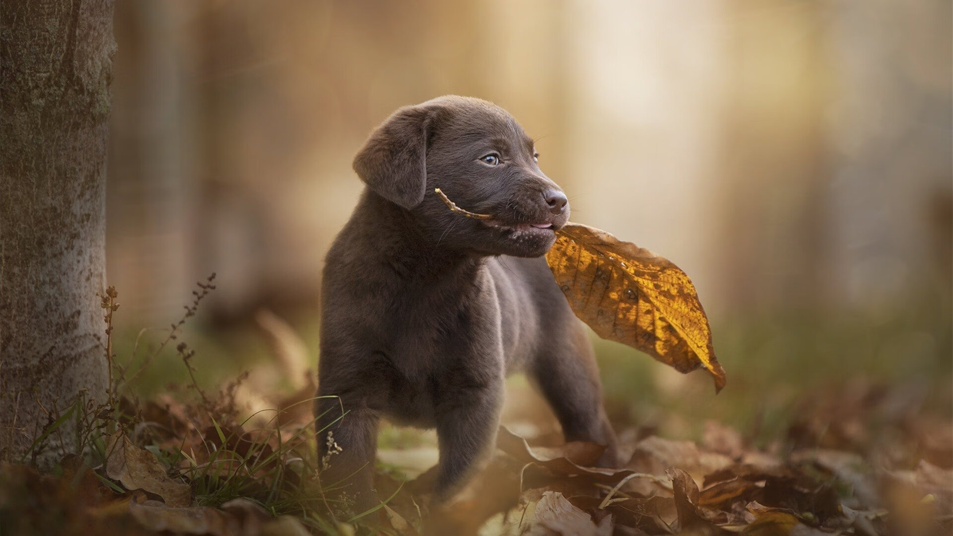 年度焦点之战，马刺绝地逆转76人，谱写NBA传奇篇章