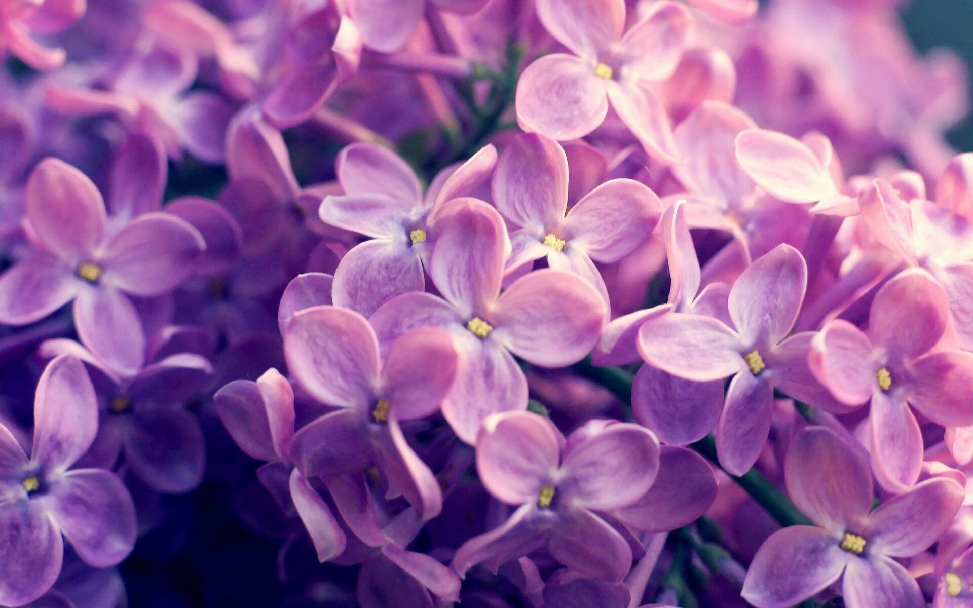 杰伦格林绝杀三分！深圳逆袭辽宁，他成今晚唯一真神