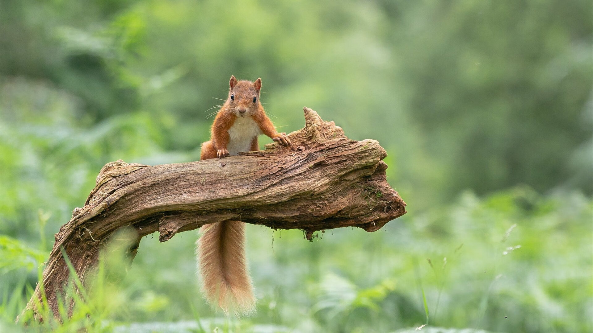 速度的审判,NBA季后赛与丹麦速胜背后的竞技哲学