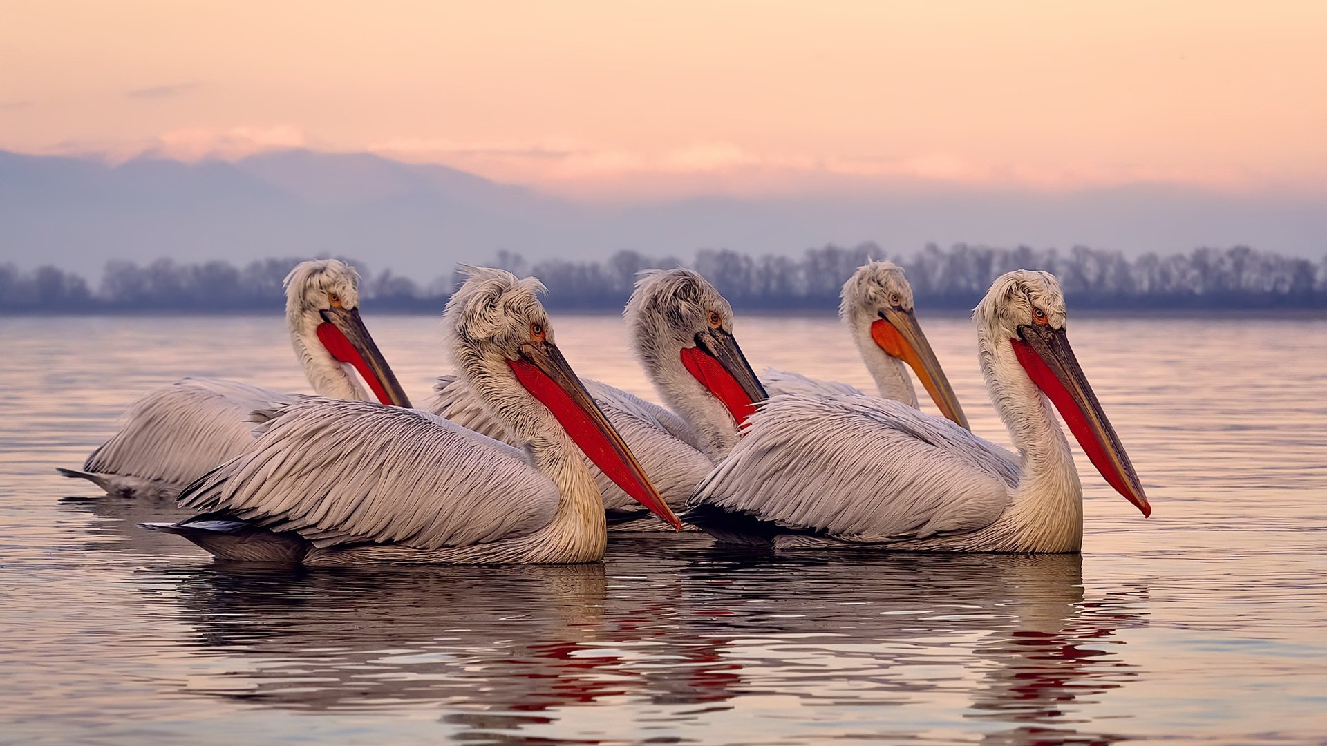 德布劳内关键绝杀,多特蒙德欧冠力克阿森纳