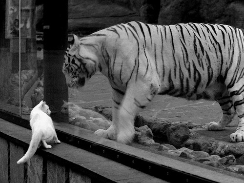 范弗利特全场最佳无争议，辽宁队强势晋级力克老鹰