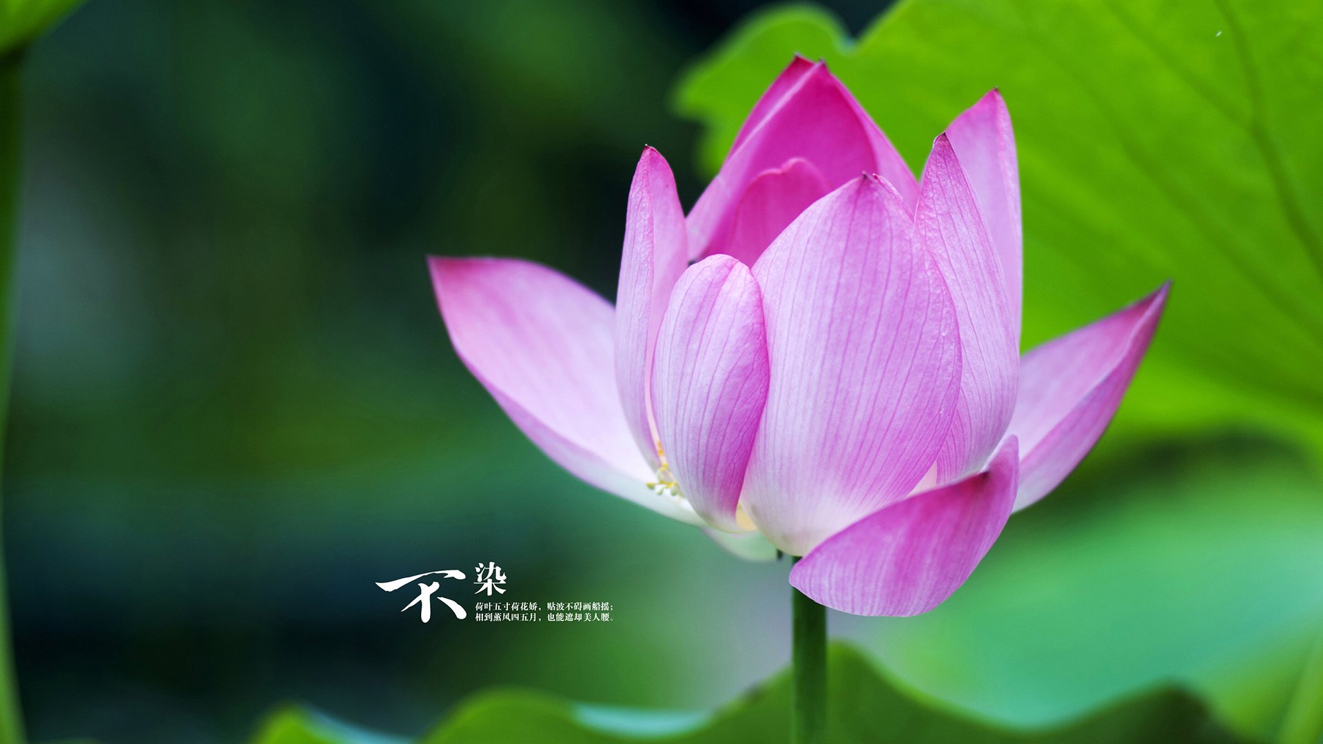 拉文狂揽40+10撕裂防线，奇才主场大胜掘金迎三连胜