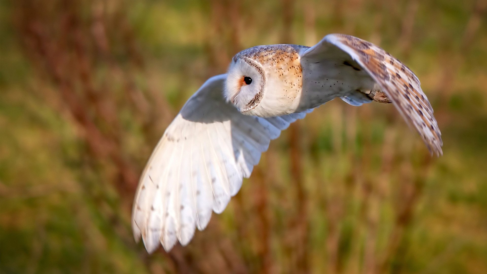 开云体育入口-欧冠淘汰赛之夜，帷幕之后，斯通斯奏响节奏的无声乐章