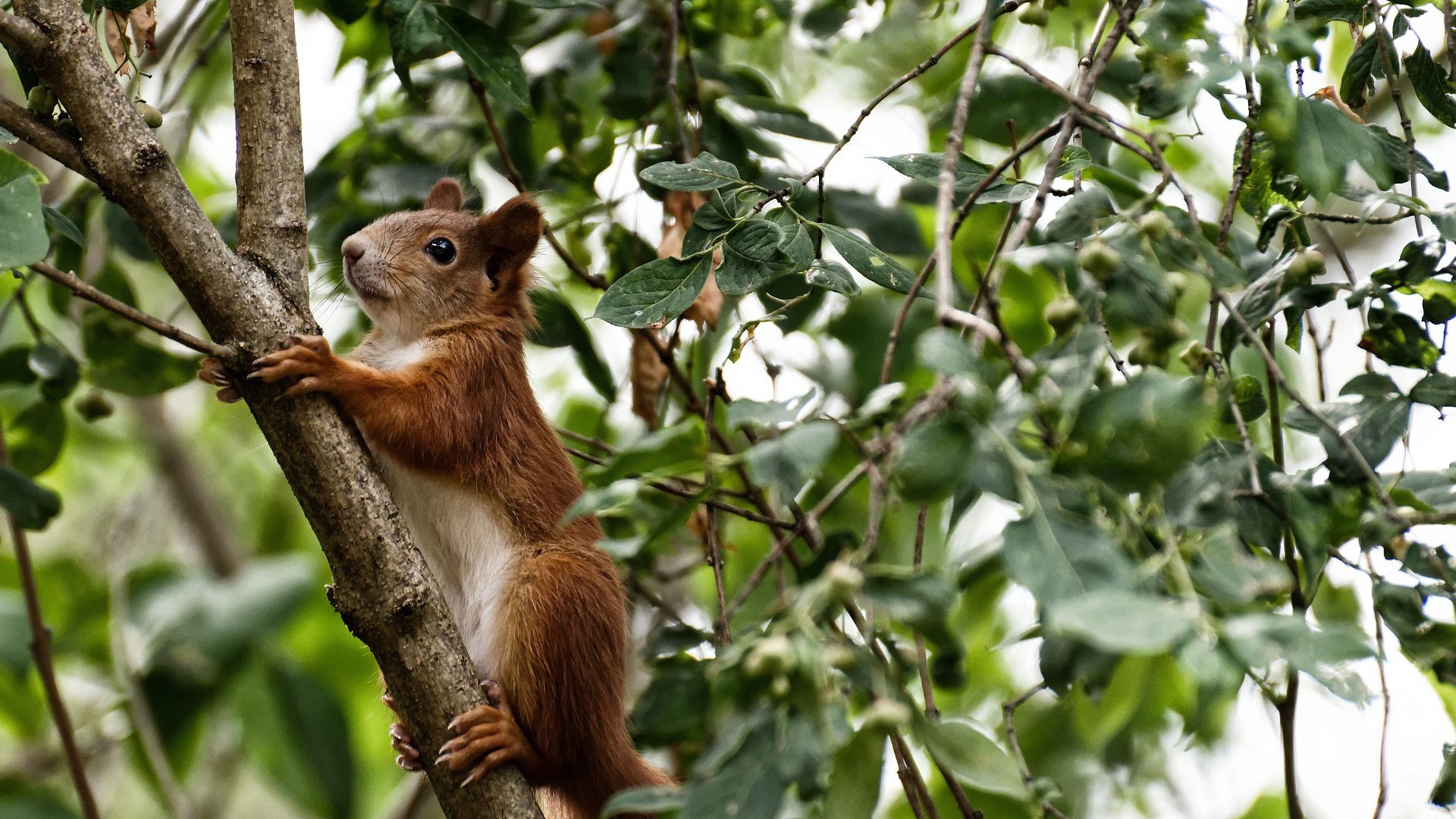 开云下载-南美风暴席卷袋鼠军团，久保建英如何成为关键先生