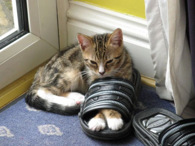 阿坎吉攻防转换核心显威，希腊队轻取爱尔兰迎胜利