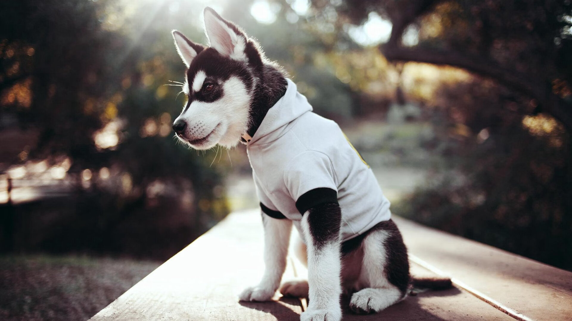 NBA总决赛之夜，迪马利亚的跨界制胜传奇