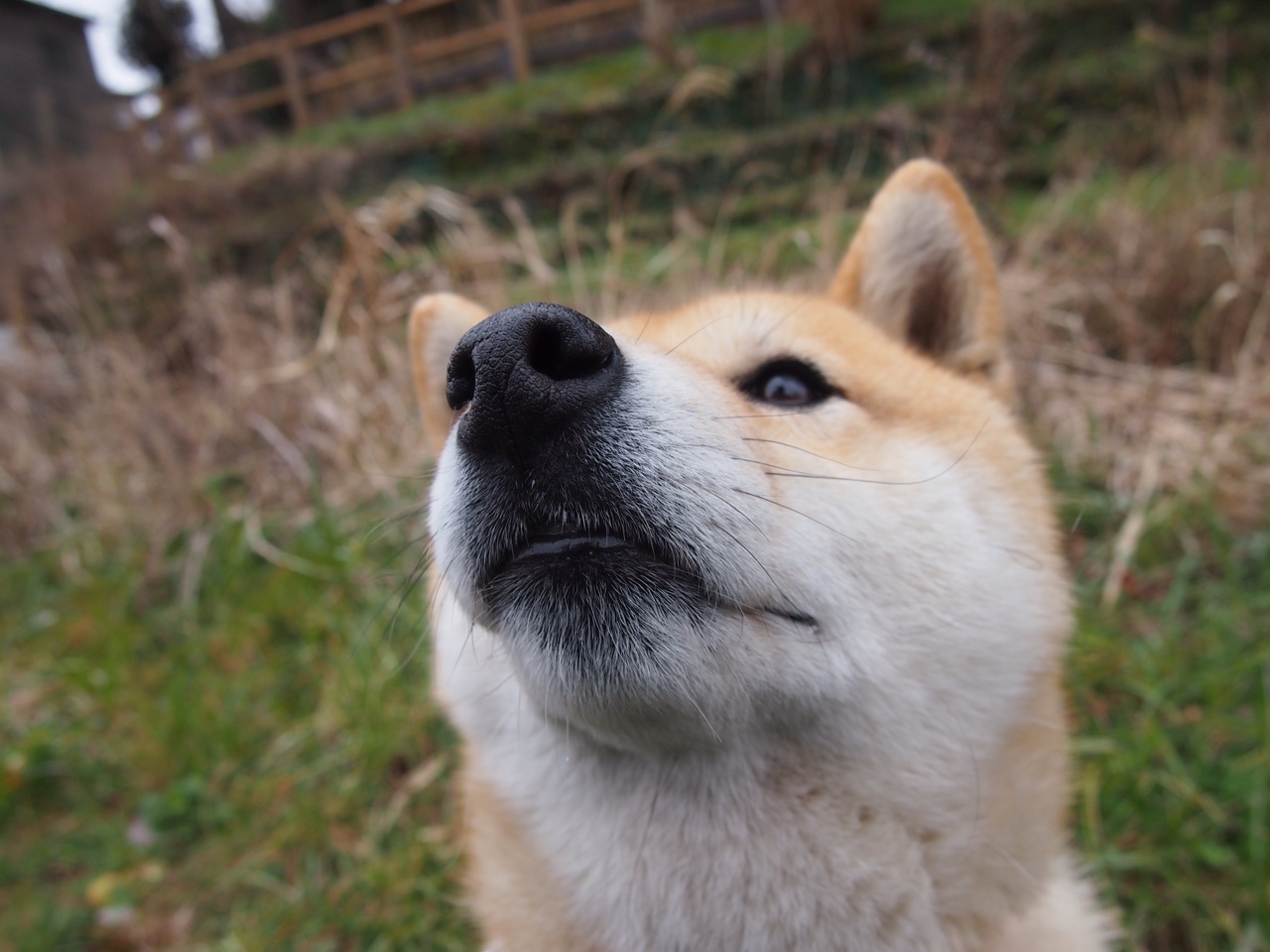 最后一秒的呼吸，东契奇扛起全队，掘金压哨击败新疆队