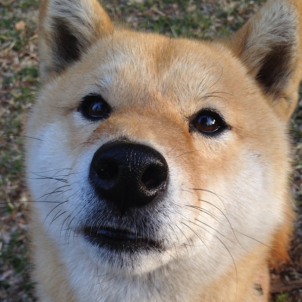 开云体育app-F1街道赛之夜，福登贡献制胜表现