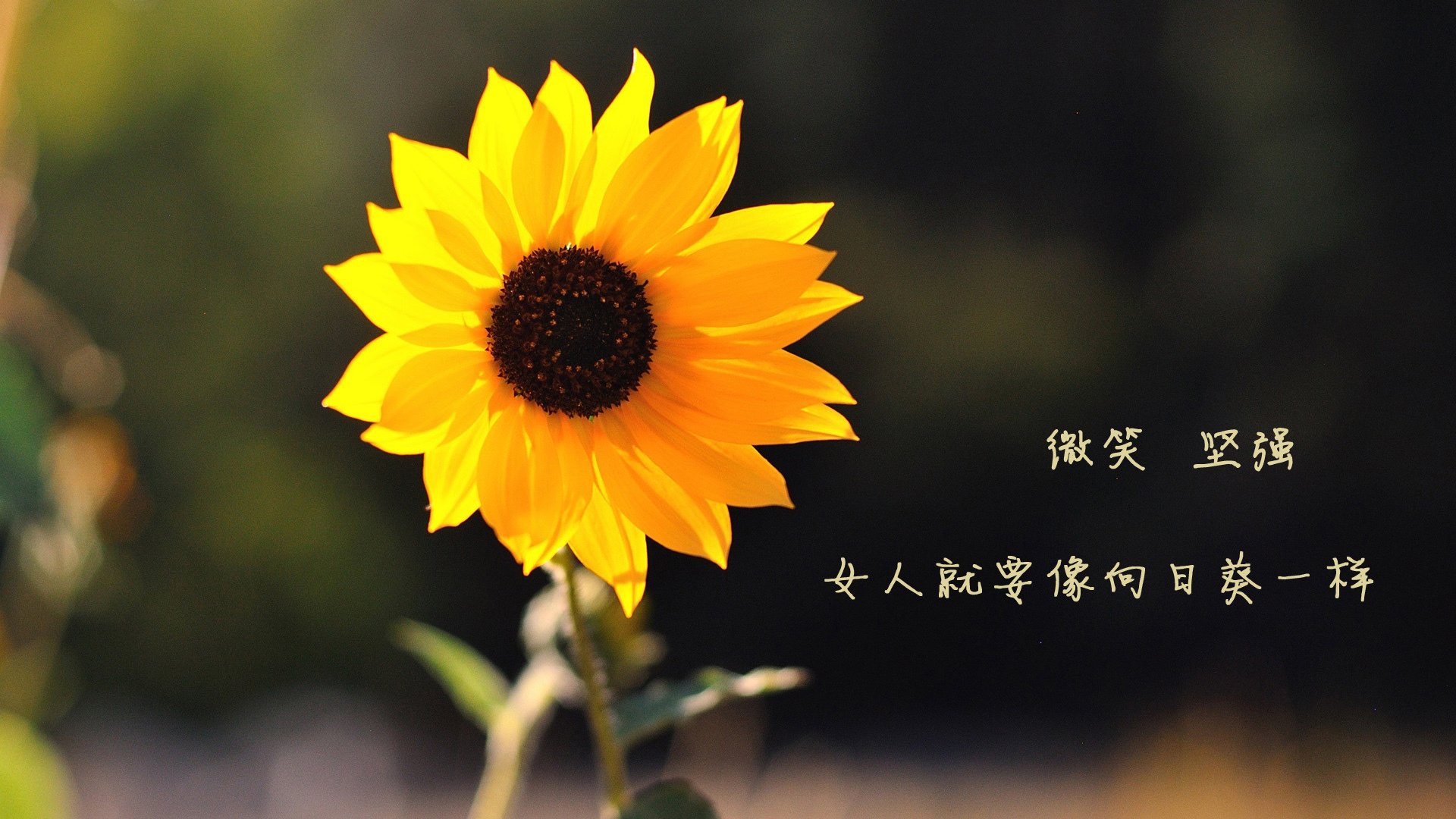 开云体育中国-阿坎吉的沉默怒吼，当个人英雄主义在战术铁壁上撞得粉碎