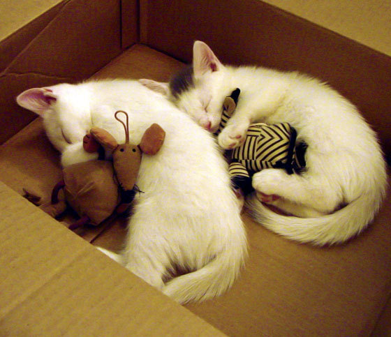 开云体育入口-终场哨响前的超车，当福登的关键制胜照亮F1争冠之夜