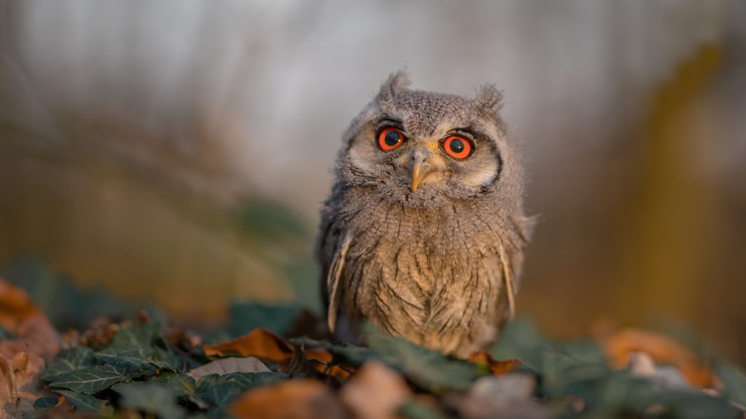 终场哨响前的超车,当福登的关键制胜照亮F1争冠之夜