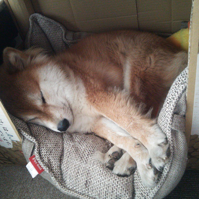 绿茵场的双重奏，英超争冠白热化与伊拉克爆冷胜阿根廷的足球启示