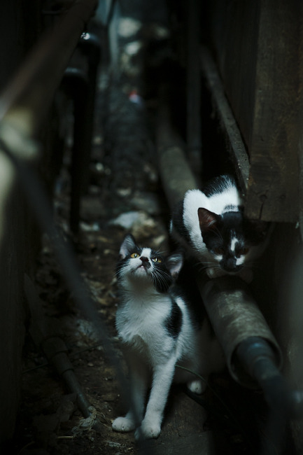 双城记，巴萨单节风暴摧毁黄墙，拉亚圣手主宰亚平宁焦点战