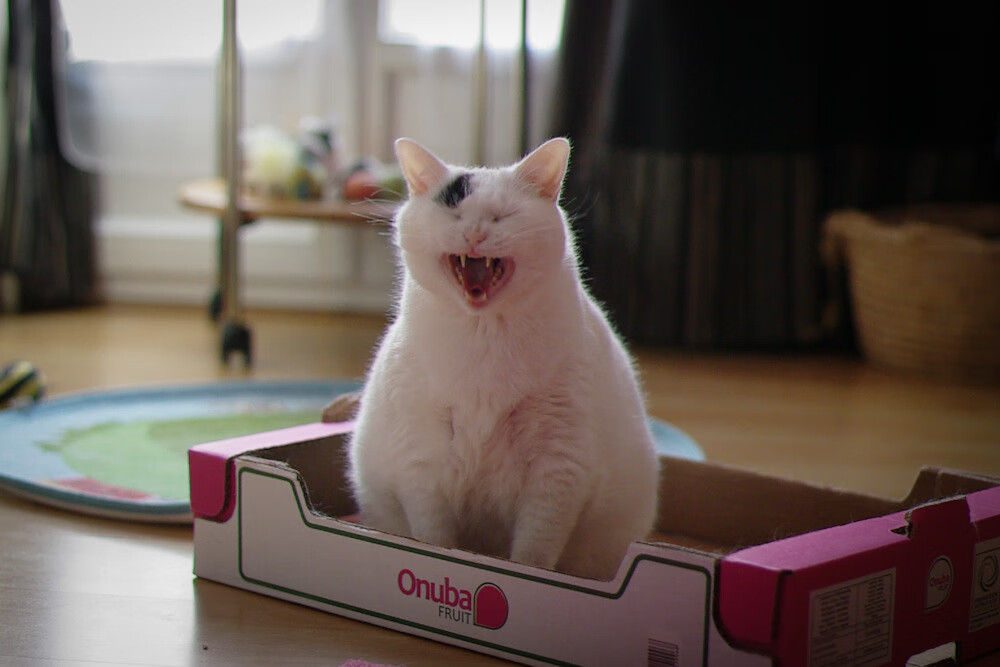 星光破晓夜，爱德华兹铸就冠军级表现