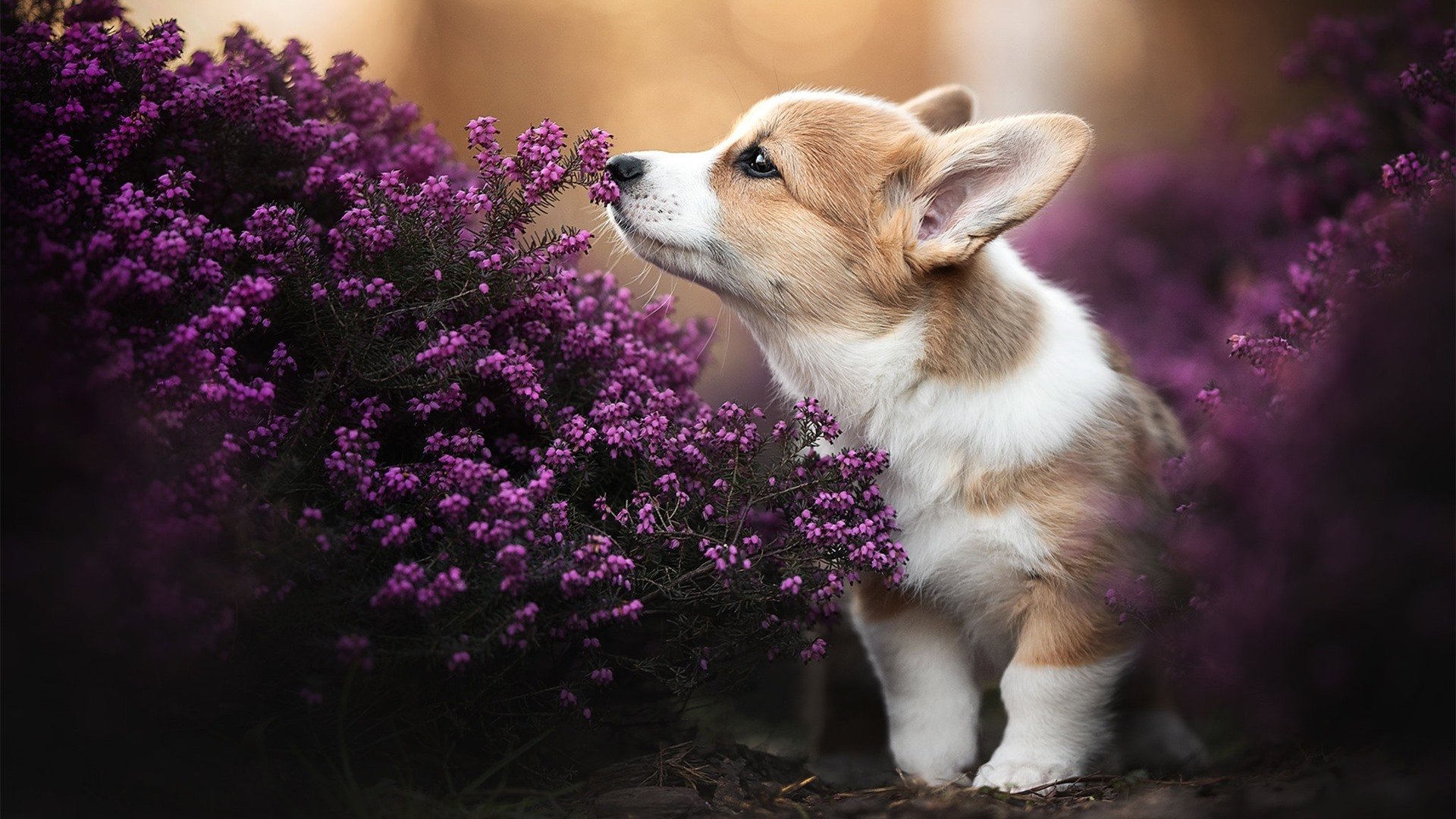 爵士战术压制尼克斯，哈登关键先生定乾坤