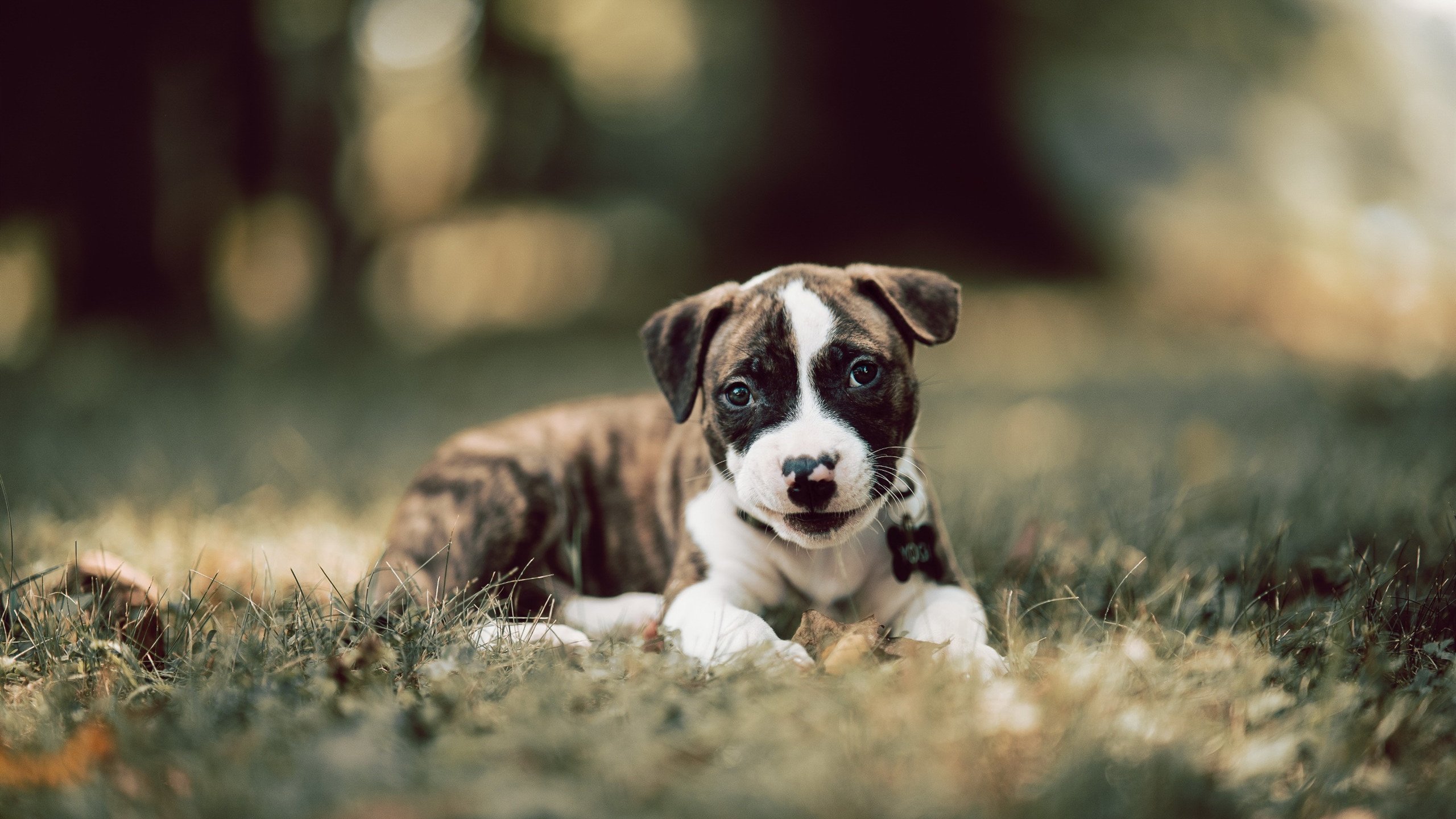 惊天逆袭！吉林队抢七焦点战爆冷掀翻猛龙，谱写季后赛黑马传奇