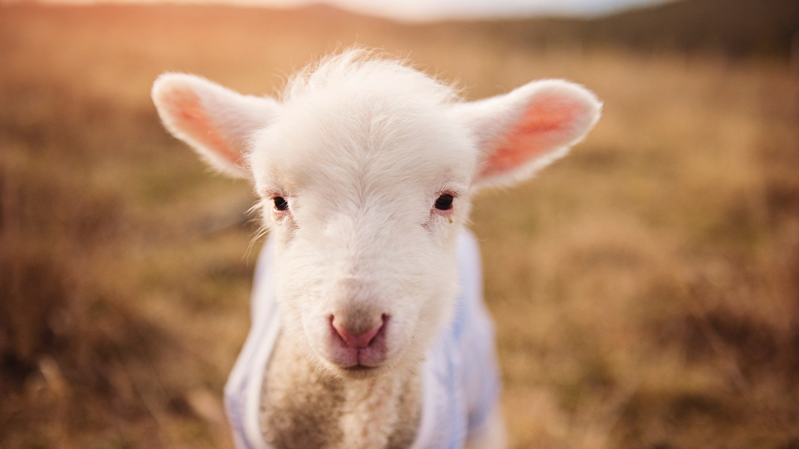 开云体育app-金玟哉领军告捷，乌克兰生死战力克希腊，足球之夜的激情与荣耀