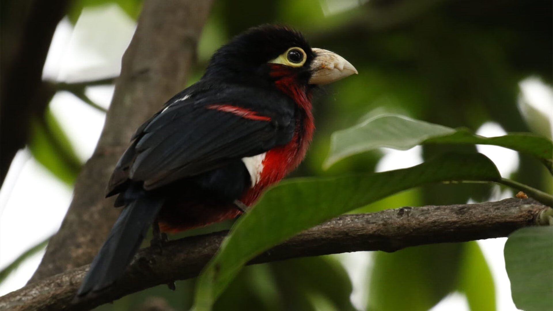戈麦斯末节爆发主宰赛场，毕尔巴鄂加时苦战力克拉齐奥