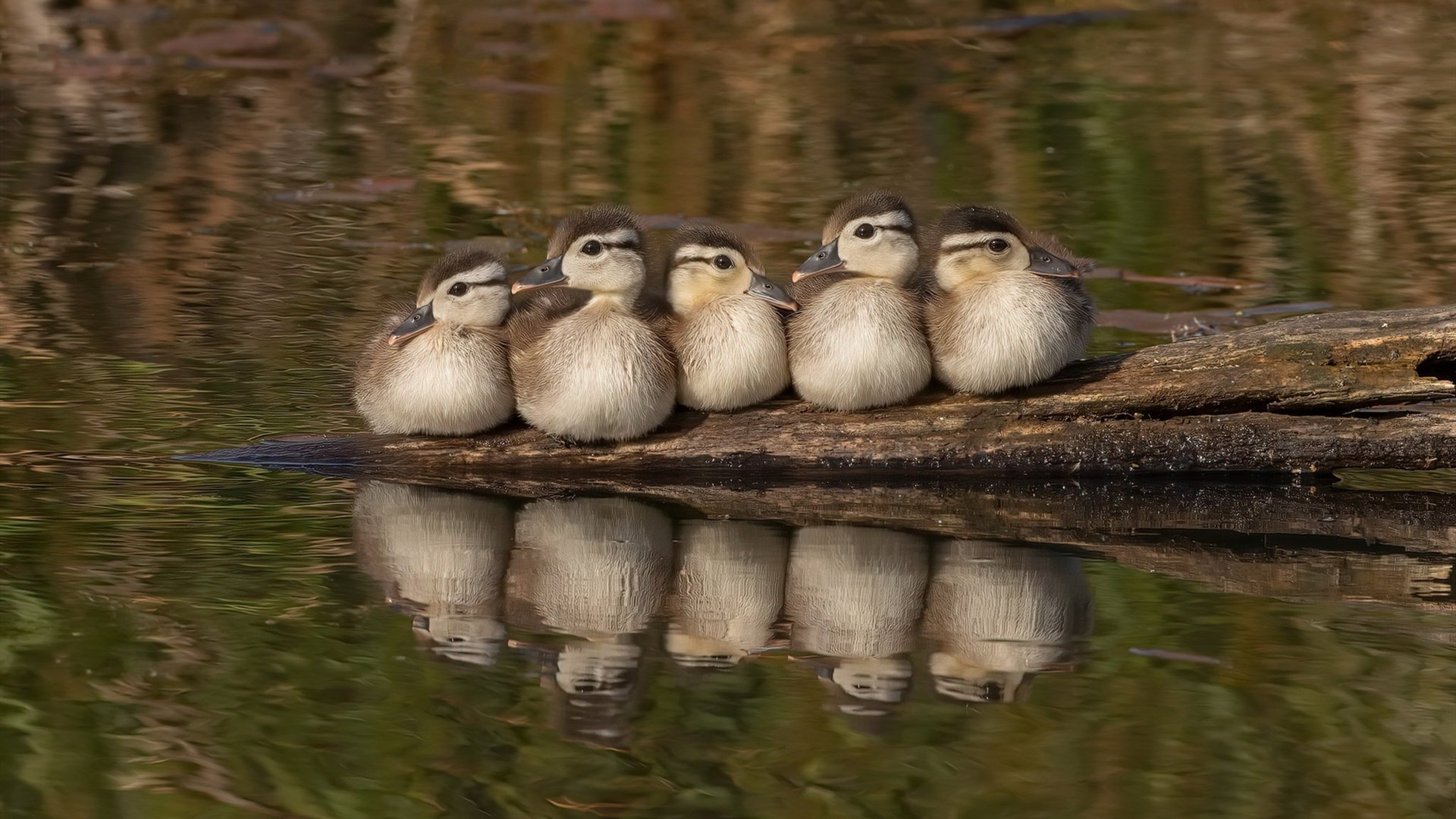 开云体育app-红魔压境，比利时力量如何让巴萨艺术足球黯然失色